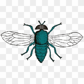 Blue, Bottle, Cartoon, Bug, Fly, Wings, Insect, Flies - Clip Art, HD Png Download - cartoon wings png