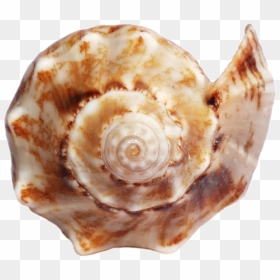 Sea Ocean Shell Png Image - Conch Seashells, Transparent Png - conch shell png