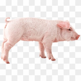 Pink Pig Png - Pig Png, Transparent Png - pig emoji png