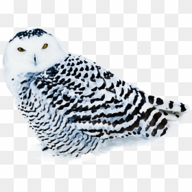 Snowy Owl - Harfang Des Neiges, HD Png Download - white owl png