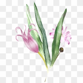 Pink Bouquet Transparent Decorative - Watercolor Painting, HD Png Download - gladiolus png