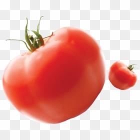 Felfel - Plum Tomato, HD Png Download - bob the tomato png