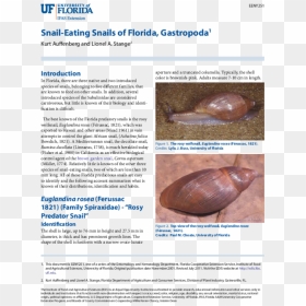University Of Florida, HD Png Download - florida shape png