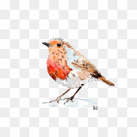 Drawing Paint Robin Bird - Pigeon Bird Watercolor Drawing, HD Png Download - robin bird png