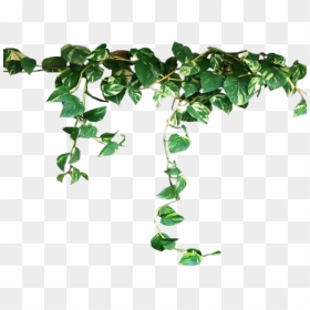 Ivy Clipart Pumpkin Vine , Png Download - Vine Plant Png, Transparent Png - ivy vine png