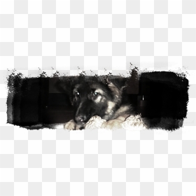 Transparent Dog Nose Png - King Shepherd, Png Download - dog nose png