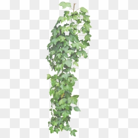 Ivy Vine Png Clipart - Hanging Ivy Transparent Background, Png Download - ivy vine png