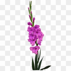Gladiolus, HD Png Download - gladiolus png