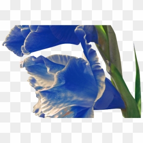 Iris , Png Download - Plants, Transparent Png - gladiolus png