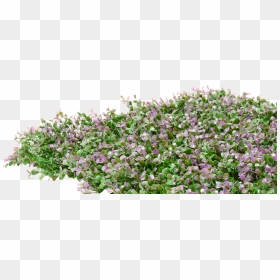 Lavender, HD Png Download - hedges png