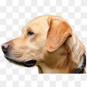 Dog Looking Png Image - كلب لابرادور, Transparent Png - dog nose png
