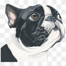 Portrait Art Painting Dog Illustration Free Download - Papel De Parede Celular Bulldog Frances, HD Png Download - dog nose png