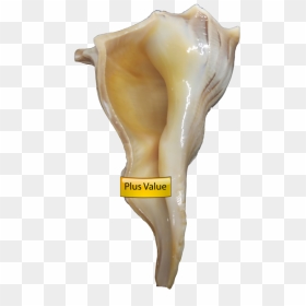 Valampuri Right Hand Conch Shell Dakshinavarti Shankh - Dakshinavarti Shankh, HD Png Download - conch shell png