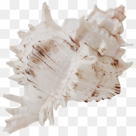 Conch Shell Png, Transparent Png - conch shell png