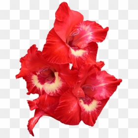 Gladiolo Rojo Png , Png Download - Gladiolus, Transparent Png - gladiolus png