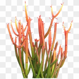 Firesticks Plant, HD Png Download - water plants png