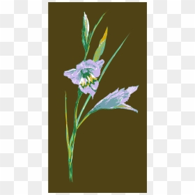 Wild Blue Gladiolis Gladiolus Gracilis - Balloon Flower, HD Png Download - gladiolus png