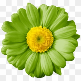Gerber Daisy Clip Art, HD Png Download - yellow daisy png