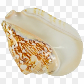 Transparent Conch Png - Shell, Png Download - conch shell png