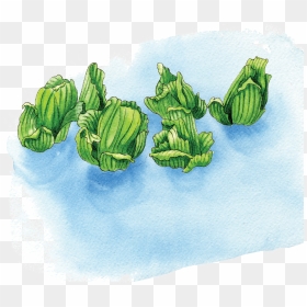 Illustration By Helen Krayenhoff - Illustration, HD Png Download - water plants png