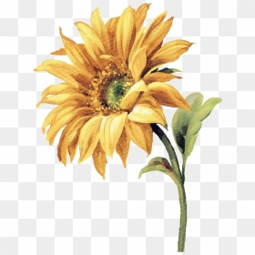 #daisy #png #flower #flowers #flowerpng #freetoedit, Transparent Png - yellow daisy png
