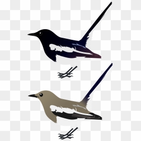 Oriental Magpie Robin Vector, HD Png Download - robin bird png