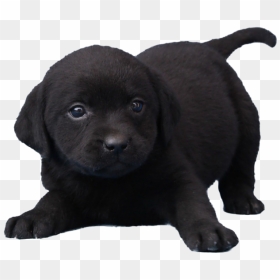 Black Dog Png Free Download - Black Dog Free Download, Transparent Png - dog nose png