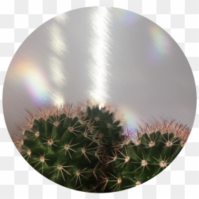 Transparent Cactus Png Tumblr - Cactus Aesthetic, Png Download - cactus png tumblr