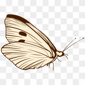 Png Butterfly Image - Brush-footed Butterfly, Transparent Png - butterfly wing png