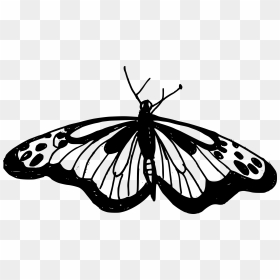 Monarch Butterfly, HD Png Download - butterfly wing png