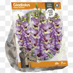 Pot Lilium Bulb Baltus, HD Png Download - gladiolus png
