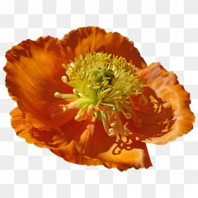Corn Poppy, HD Png Download - pollen png