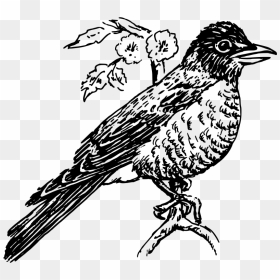 Robin - Clip Art, HD Png Download - robin bird png