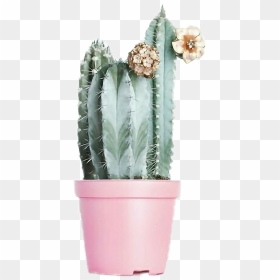 #iok #picsart #png #tumblr #ayigomez #cactus instagram - Cactus In Pot Png, Transparent Png - cactus png tumblr