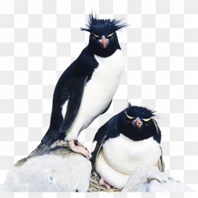 Rockhopper Penguin Clipart - Rockhopper Penguin, HD Png Download - penguin clipart png