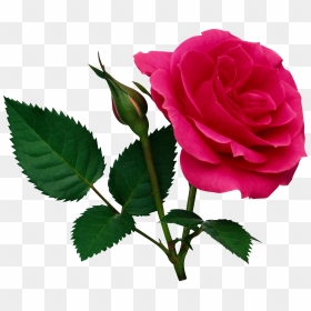 Natural Rose Png, Transparent Png - gladiolus png