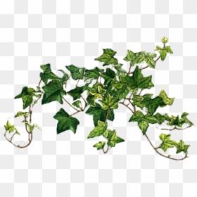 #ivy #vines #leaves #plants #scenery #decoration #terrieasterly - English Ivy, HD Png Download - ivy vine png