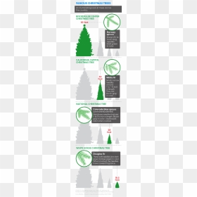 There Are Trees Around The Country With Real Star Power - Tonto National Forest Christmas Tree Cutting Area, HD Png Download - real star png