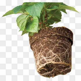 Houseplant, HD Png Download - ivy vine png