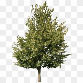 Plane Tree Group Ii - Tree Cut Out Png, Transparent Png - vhv