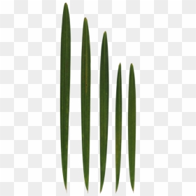 Grass, HD Png Download - blade of grass png