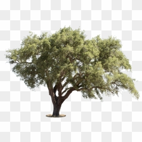 Quercus Suber Png - Mediterranean Trees Png, Transparent Png - tree cutout png