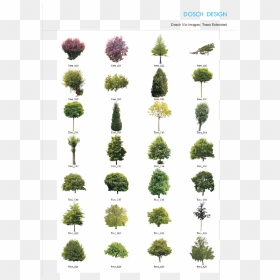 Transparent Tree Cutout Png - Hierba Arbol Y Arbustos, Png Download - tree cutout png