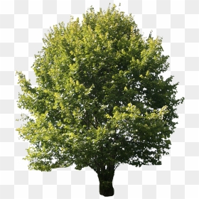 Free Cut Out People, Trees And Leaves - Transparent Background Oak Tree Png, Png Download - tree cutout png