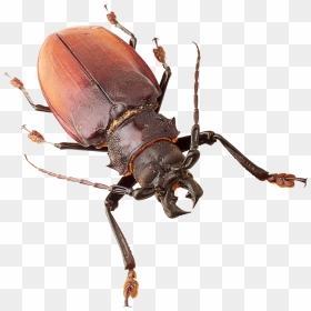 Insect - Insects Png, Transparent Png - insects png