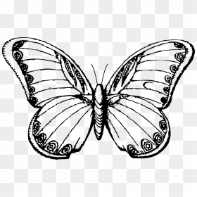 Black And White Butterfly - Black And White Butterfly Drawing, HD Png Download - white butterfly png
