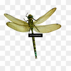 Net-winged Insects , Png Download - Dragonfly, Transparent Png - insects png
