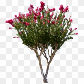 Crate Myrtle Png - Crepe Myrtle Tree Png, Transparent Png - crepe png