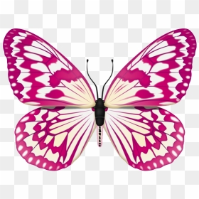 Simple Hd Butterfly Black Background, HD Png Download - white butterfly png