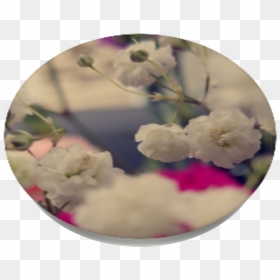 Transparent Flower Field Png - Hydrangea, Png Download - flower field png
